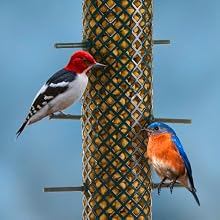 Two wild birds perching on a suet nugget feeder