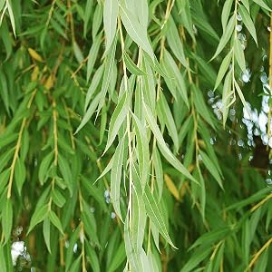 Austree willow, cz grain