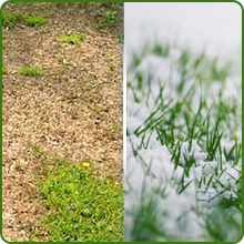 Drought &amp;amp; Heat Tolerant Xeriscape Grass