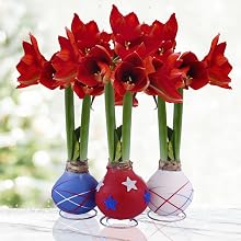Indoor Flower Bulbs