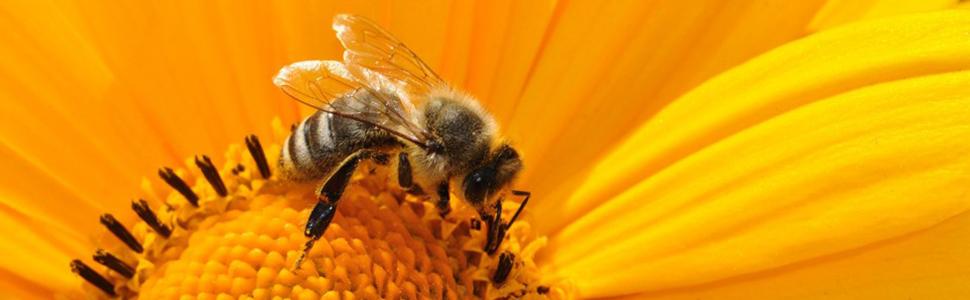 bees