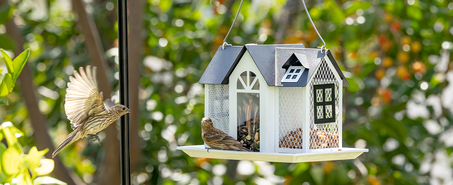 bird feeder
