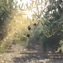 olive trees