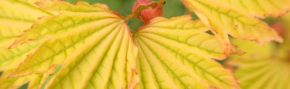 Japanese maples and evergreens