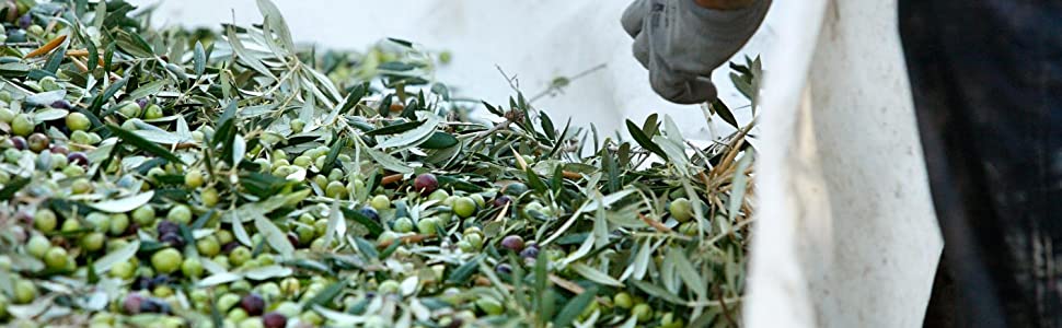 raw material olive groves caring trees land harvesting bottling natural processes most precious