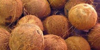 About Coconut Fiber