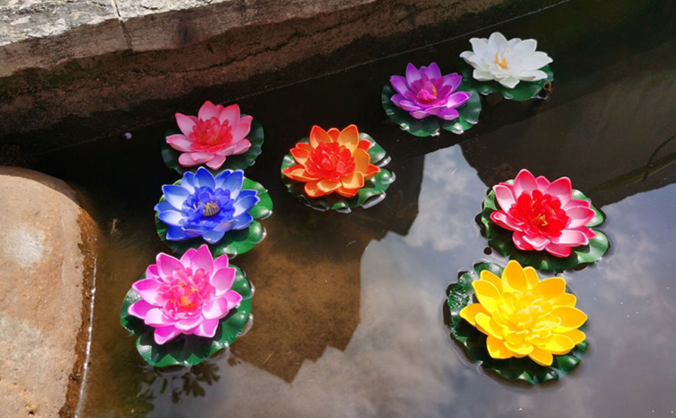 water lily flowers