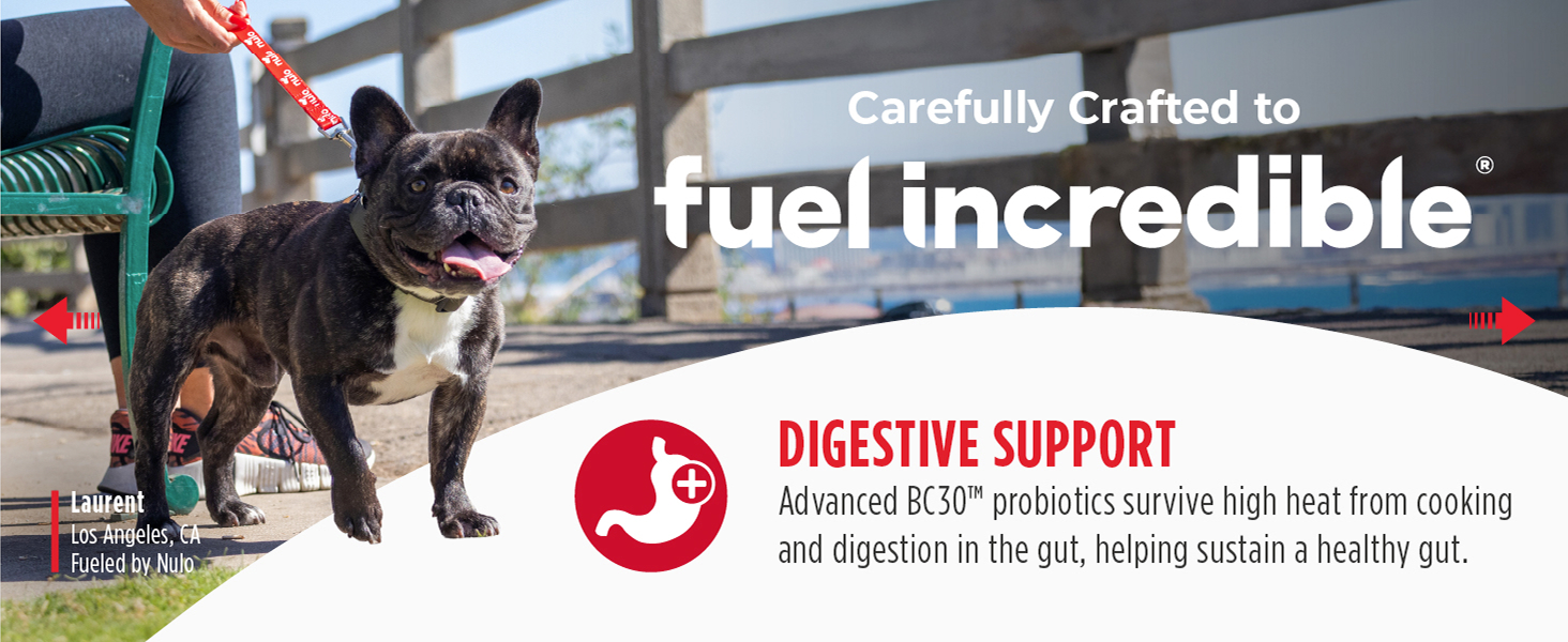 Image of dog with text reading digestive support.