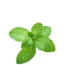 spearmint