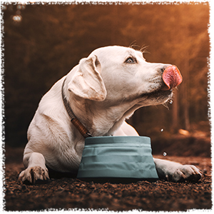 dog food with chicken