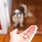 Pets hate pills