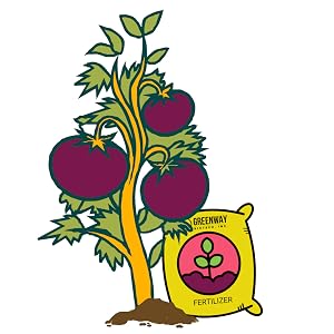 tomato plant and tomato fertilizer