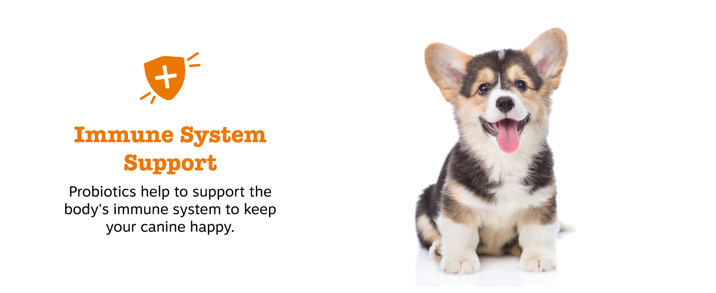 Immune System Support
