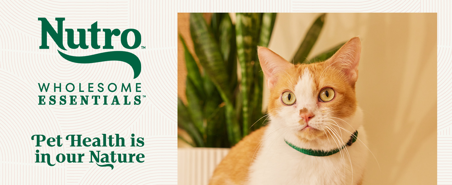 Nutro Dry Cat Food