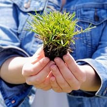 Zoysia Plug
