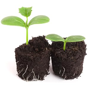 Seedlings in soil