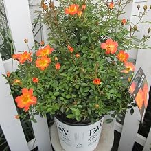 rose;paprika
