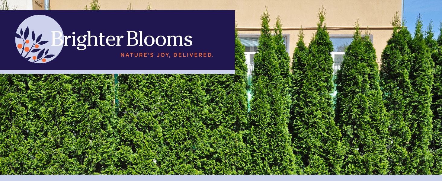 Brighter Blooms - Nature's Joy, Delivered. - Emerald Green Arborvitae