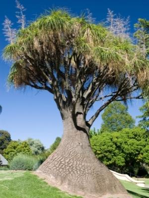 Ponytail Palm Tree Mature Tree 100 years old