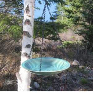 bird bath tree forest