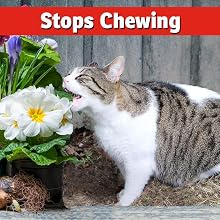 Best Dog Repellent Cat Control Peeing stop digging natural pet safe natural