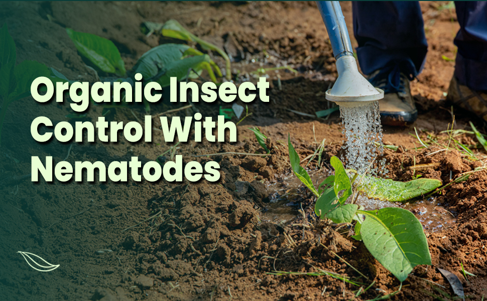 Organic Insect control