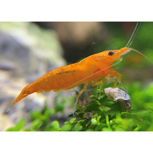 Orange Sunkist Shrimps