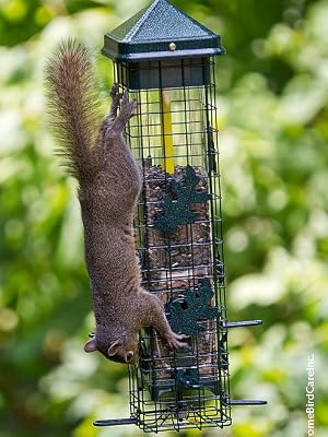 Squirrel Solution 200 How it Works