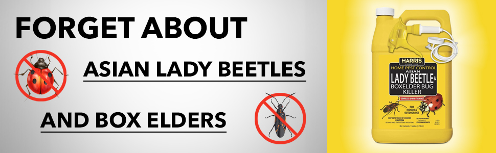 forget about these bugs