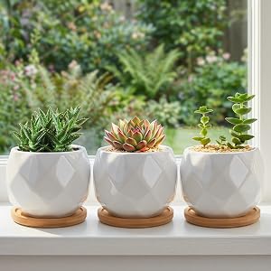 Ceramic Succulent Planter Pot