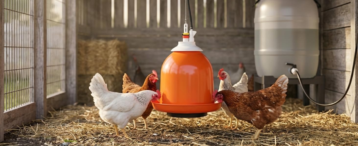 chickens drinking from the bellmatic poultry waterer in a chicken coop centered