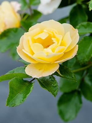 Drift Popcorn roses repeat blooming ground cover hardy continuous blooms tough disease resistant lit