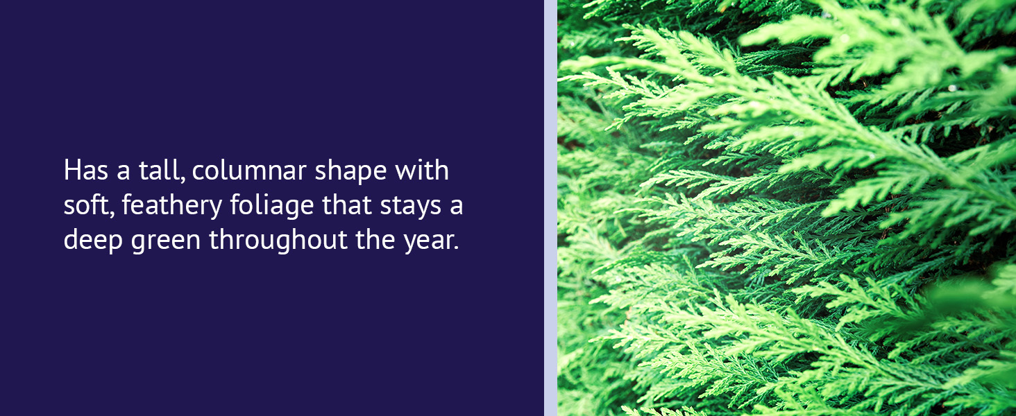 Has a tall, columnar shape with soft, feathery foliage.