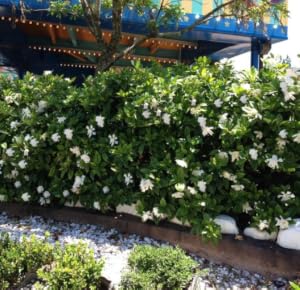 gardenia, shrub, bush, gardenia bush, gardenia shrub