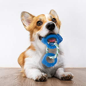 dog with Planet Dog treat stuffer toy