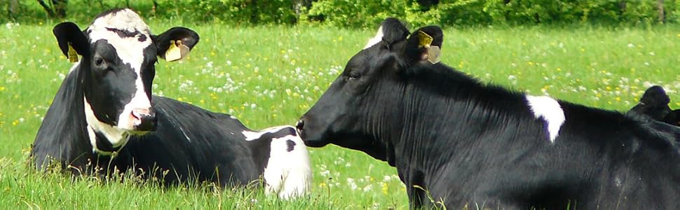 Cows