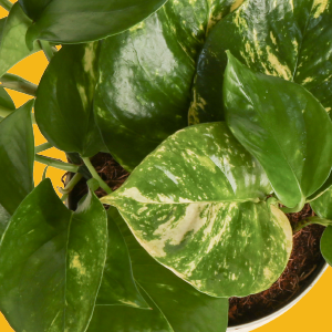 pothos