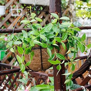 Wall Hanging Planter