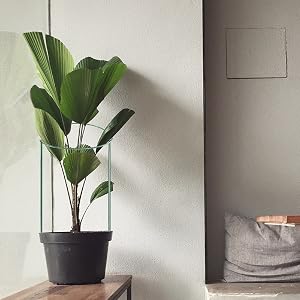 plant support
