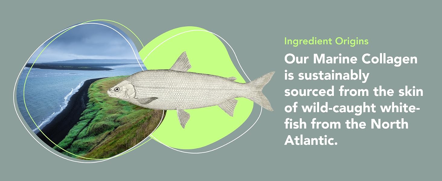 Marine collagen ingredient source from Iceland waters icelandic collagen white fish collagen powder