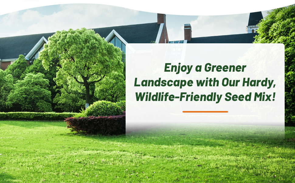 Green Lawn of Xeriscape Grass