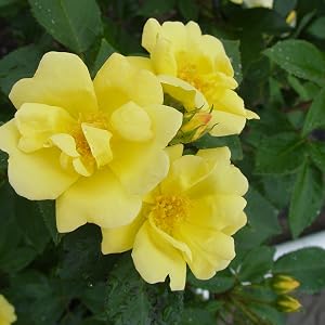 yellow;rose;flower;
