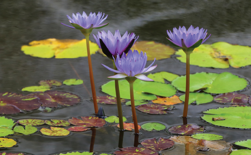 lotus thriving in water