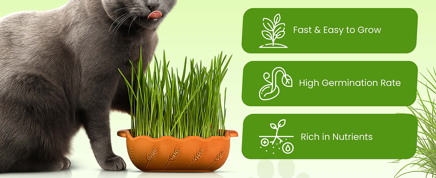Lab-tested safe cat grass, aids digestion, grows indoors/outdoors, natural cat treat