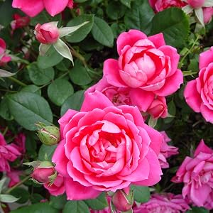 Pink;rose;flower;