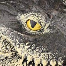 alligator head decoy alligator pool float predator floating crocodile pool