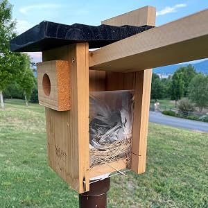 tree swallow nest