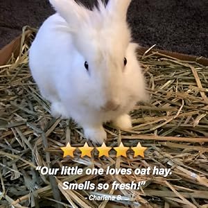 Five stars - our little one loves oat hay.