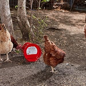 Painted Galvanized Bucket Waterer for Poultry