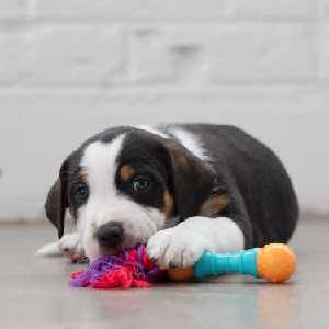 dog with Petstages alternative dog chew